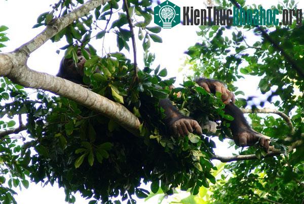 Một con tinh tinh ngộ nghĩnh ở trong cái tổ vừa làm - (Ảnh: Live Science)