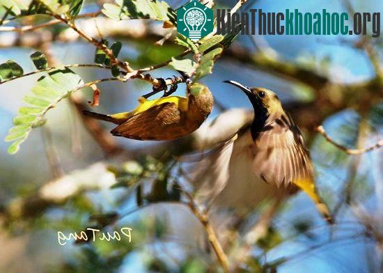 Thế giới nỗ lực bảo vệ chim sẻ ảnh 0
