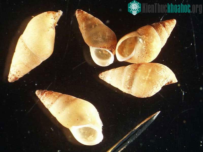 Nhờ bị chim ăn thịt, ốc có thể đi tới những khu vực xa xôi mới.