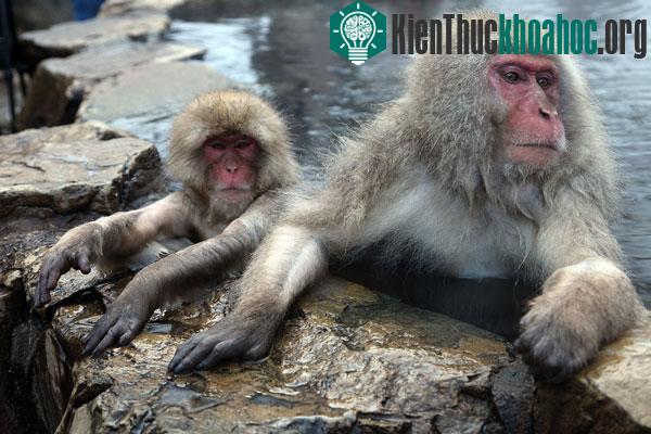 Khỉ Macaque