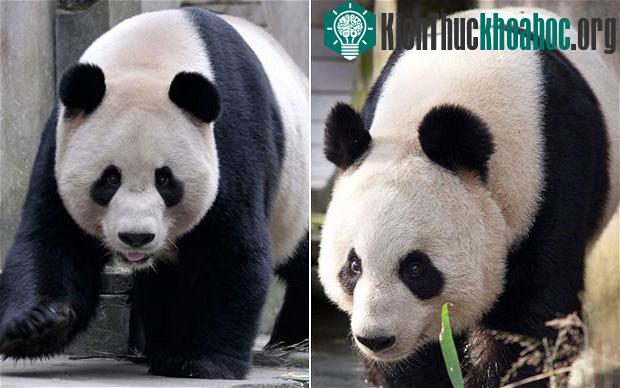 Đôi tình nhân gấu trúc Yang Guang và Tian Tian. (Ảnh: Telegraph)