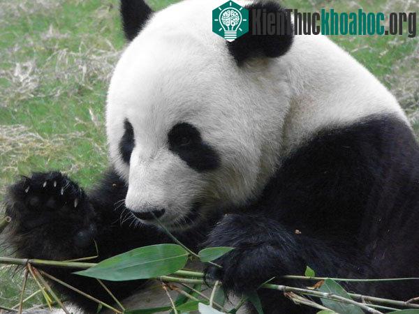 Gấu trúc từng là loài ăn thịt tàn bạo ảnh 0