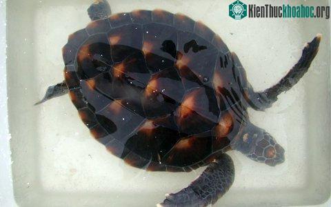 Con đồi mồi qúy hiếm đã được thả về biển.