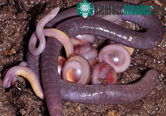 Trứng nở trực tiếp thành con, không qua giai đoạn ấu trùng (nòng nọc)