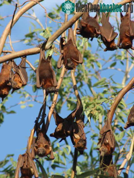 Dơi đỏ ăn quả còn được gọi là "tiểu cáo bay" tại Australia.