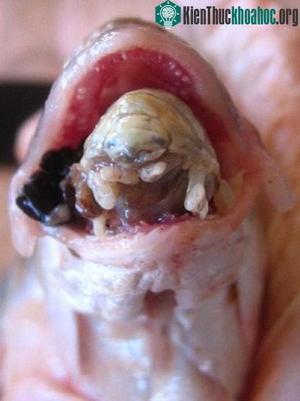 Loài quái vật tí hon này chuyên ăn lưỡi của vật chủ, thường là các loại cá lớn, sau đó sẽ thế chỗ luôn của lưỡi trong miệng nạn nhân.