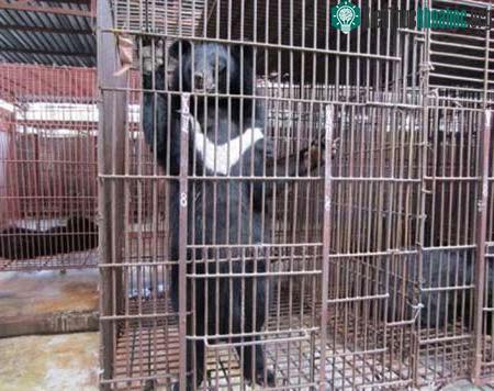 Gấu đen Châu Á sẽ được thả về tự nhiên (Ảnh: AFP)
