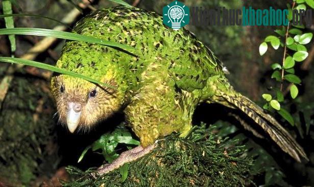 Loài vẹt kakapo