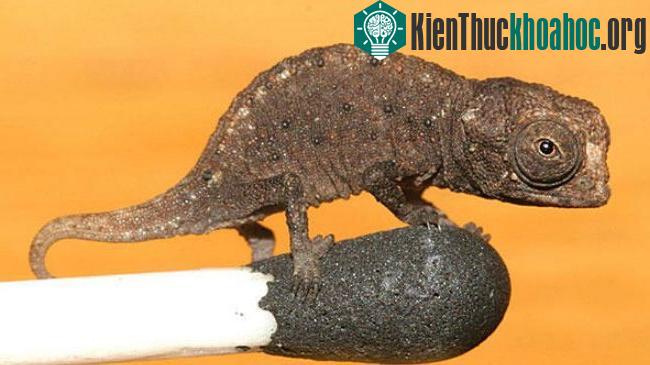 Xét về kích cỡ, Tắc kè hoa Brookesia micrac chỉ nhỉnh hơn một chút so với đầu que diêm