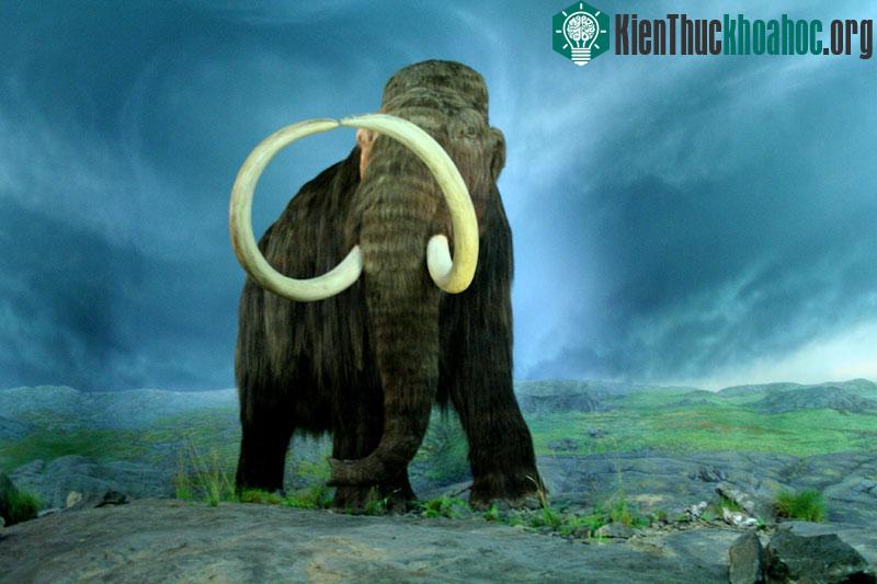 Voi ma mút sẽ được tái sinh trong tương lai