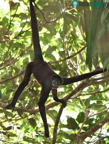 Một con khỉ nhện nâu trong vườn quốc gia Selva de Florencia tại Colombia.