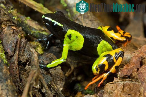 Đường, axit mật ở da ếch độc Mantella nằm trong hệ thống "kho vũ khí" của nó.