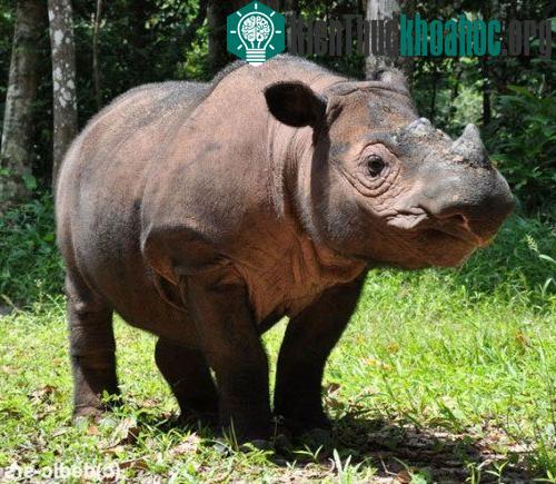 Ratu – cá thể tê giác Sumatra cái đang mang thai ở tháng thứ 11
