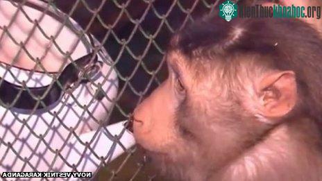 Khỉ uống hỗn hợp rượu vang và nước nóng trong ấm trong vườn thú thành phố Karaganda . (Ảnh: BBC)
