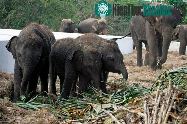 Những con voi ăn mía trong một trang trại ở tỉnh Ayutthaya ở miền trung Thái Lan. (Ảnh: AP)