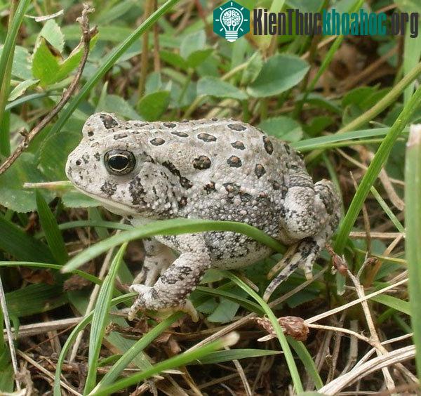 Một con ếch cây xám ở Missouri, rất khó phân biệt nó là ếch Hyla versicolor hay H.chrysoscelis