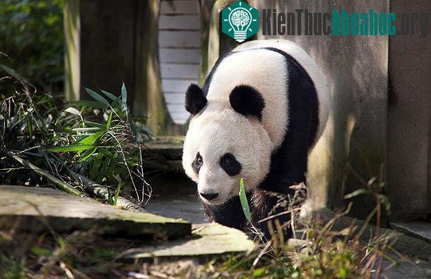 Gấu trúc Tian Tian