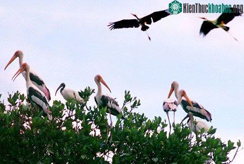 Một đàn giang sen bay về vườn chim Bạc Liêu.
