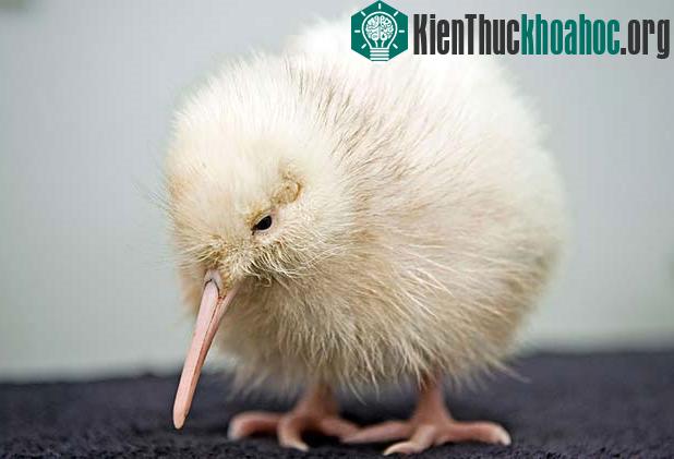 Manukura, chú chim kiwi trắng đầu tiên ra đời trong điều kiện nuôi nhốt. (Nguồn: Physorg)