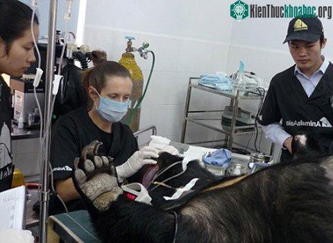 Các bác sĩ chưa bệnh cho con gấu. (Ảnh: Tổ chức động vật châu Á)