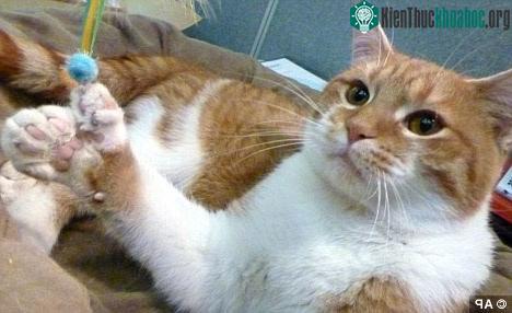 Bị biến dị hiếm gặp, mèo mọc thêm 8 ngón
