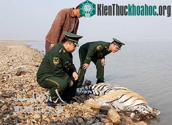 Con hổ Siberi chết cạnh bờ sông.