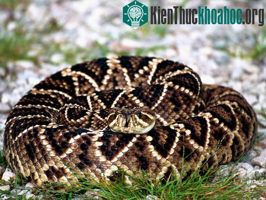 Rắn chuông Eastern Diamondback