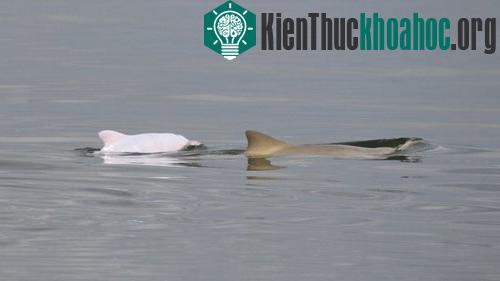 Chú cá heo con bạch tạng cực hiếm bên cạnh một cá heo lớn được cho là mẹ nó - (Ảnh: AP)
