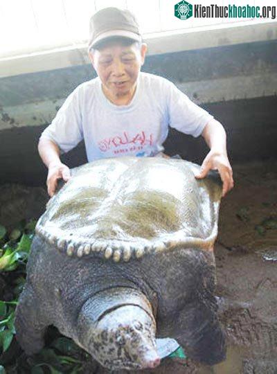 Anh Đặng Thanh Hải với chú ba ba khổng lồ.