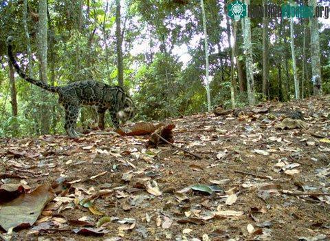 Mèo rừng châu Á là một trong năm loài đang đứng trước nguy cơ tuyệt chủng. (Ảnh: WWF)
