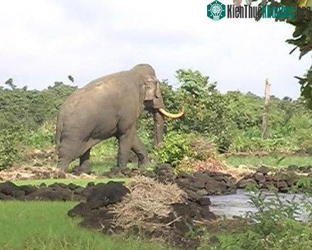 Dân hốt hoảng vì đụng độ voi rừng