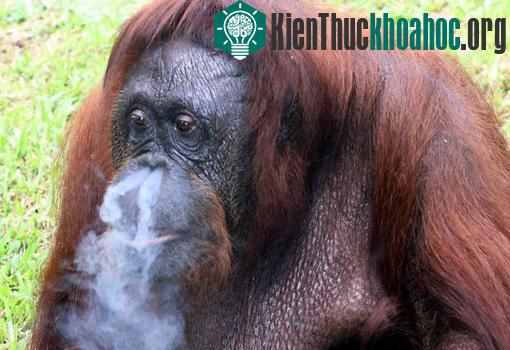 Đười ươi nghiện thuốc lá