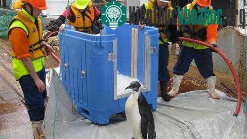 “Happy Feet” được trở về với thiên nhiên hoang dã - (Ảnh: Stuff.co.nz)