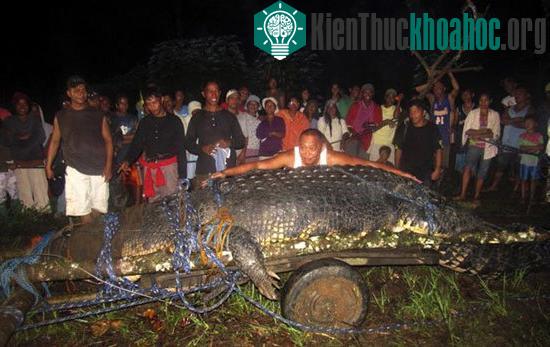 Con cá sấu dài 6,4m, nặng 1.075kg vừa bắt được ở Philippines.
