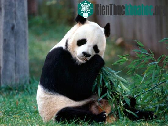 Trung Quốc sắp gửi gấu trúc cho Nhật Bản ảnh 0