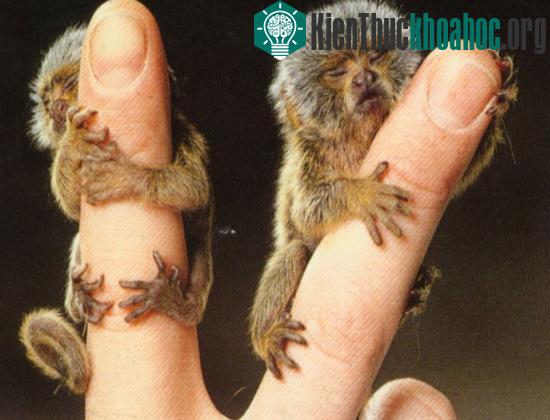 Hình ảnh khỉ Marmosets pygmy