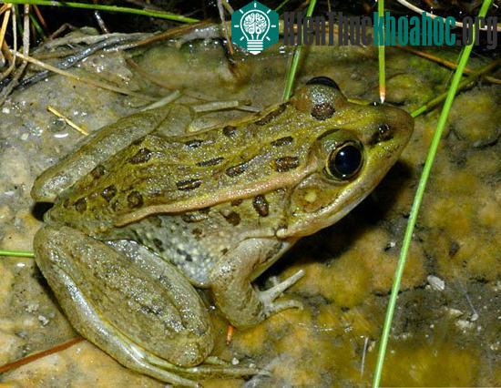 Một số loài ếch nhái thoát khỏi nạn tuyệt chủng do nấm Chytridiomycosis ảnh 0