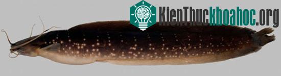 Cá trê Clarias gracilentus Ng