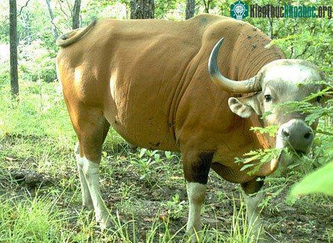 Bò rừng banteng. (Ảnh: WWF)