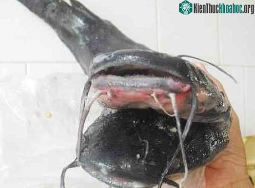 Cá trê đen hai đầu, 10 râu kỳ quái ảnh 0