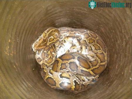 Con trăn nặng hơn 30 kg bị nhốt trong thùng phi. (Ảnh: Trọng Nguyên)