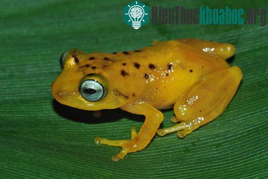 Ếch Raorchestes manohari