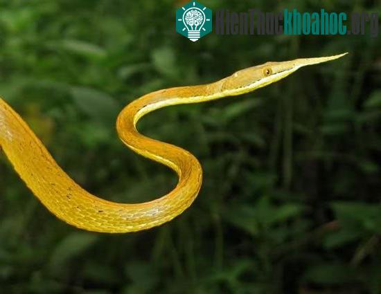 Độc đáo loài rắn mọc sừng ở mũi ảnh 0