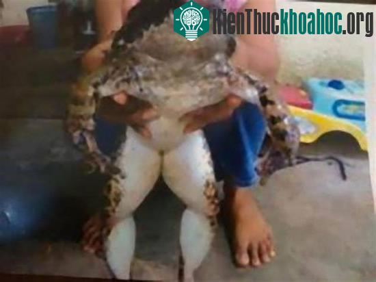 Con ếch khổng lồ nặng 20kg