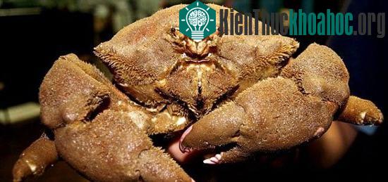 Con cua "quái vật" được ngư dân gọi là "cua Predator"