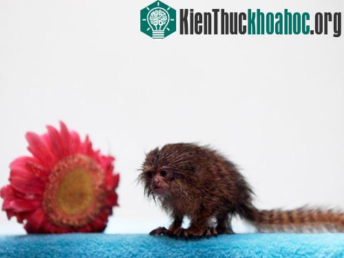 Phát hiện chú khỉ nhỏ bằng bông hoa đồng tiền ảnh 0