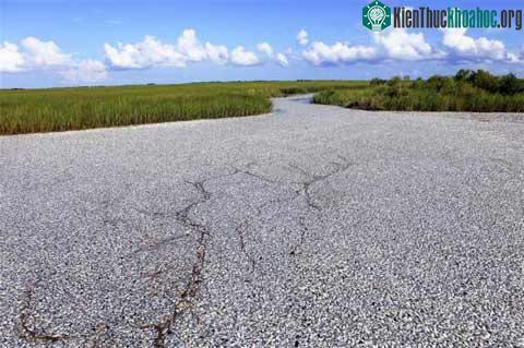 Bàng hoàng với bạt ngàn cá chết ở Louisiana ảnh 0