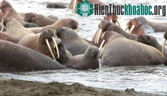 Hàng vạn con hải mã xếp hàng trên bờ biển Alaska ảnh 0