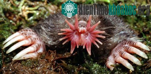 Những chiếc mũi kỳ lạ trong thế giới động vật ảnh 0