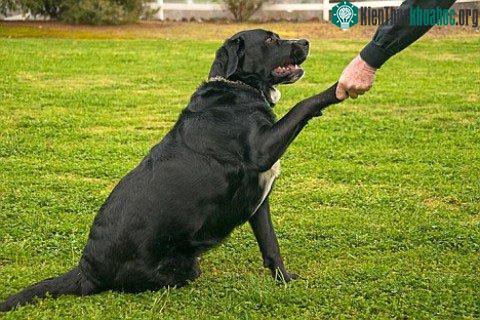 Động vật cũng có chi thuận ảnh 0